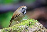 White-gorgeted Flycatcher